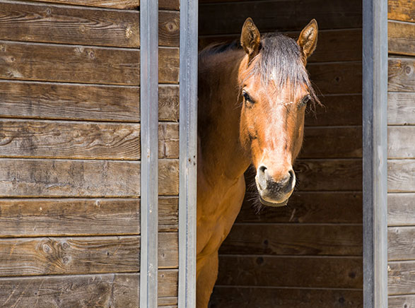 Portrait of horse in barn door.